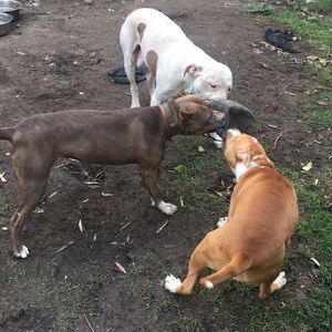 Meet your Posher, Devon